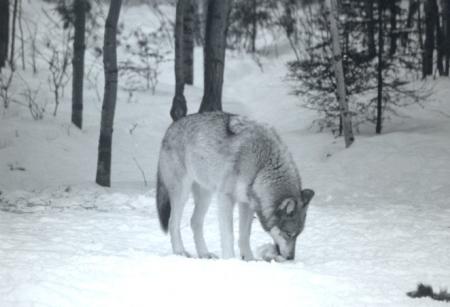loup